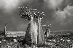Najstarsze drzewa świata sfotografowane przez Beth Moon